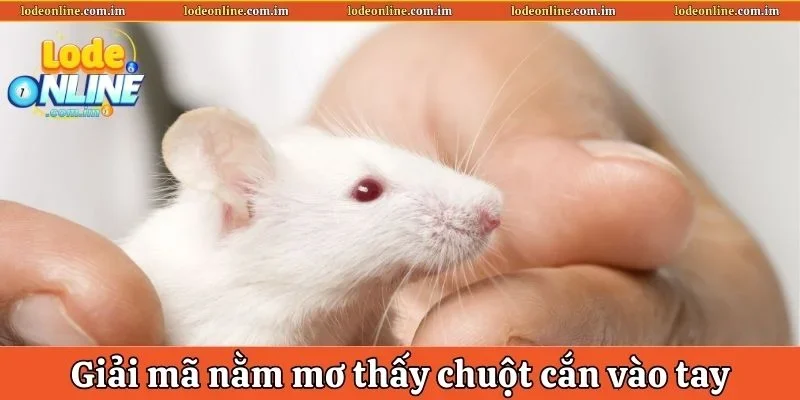 Giải mã ý nghĩa nằm mơ thấy chuột cắn vào tay